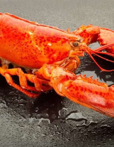 jeffa lobster